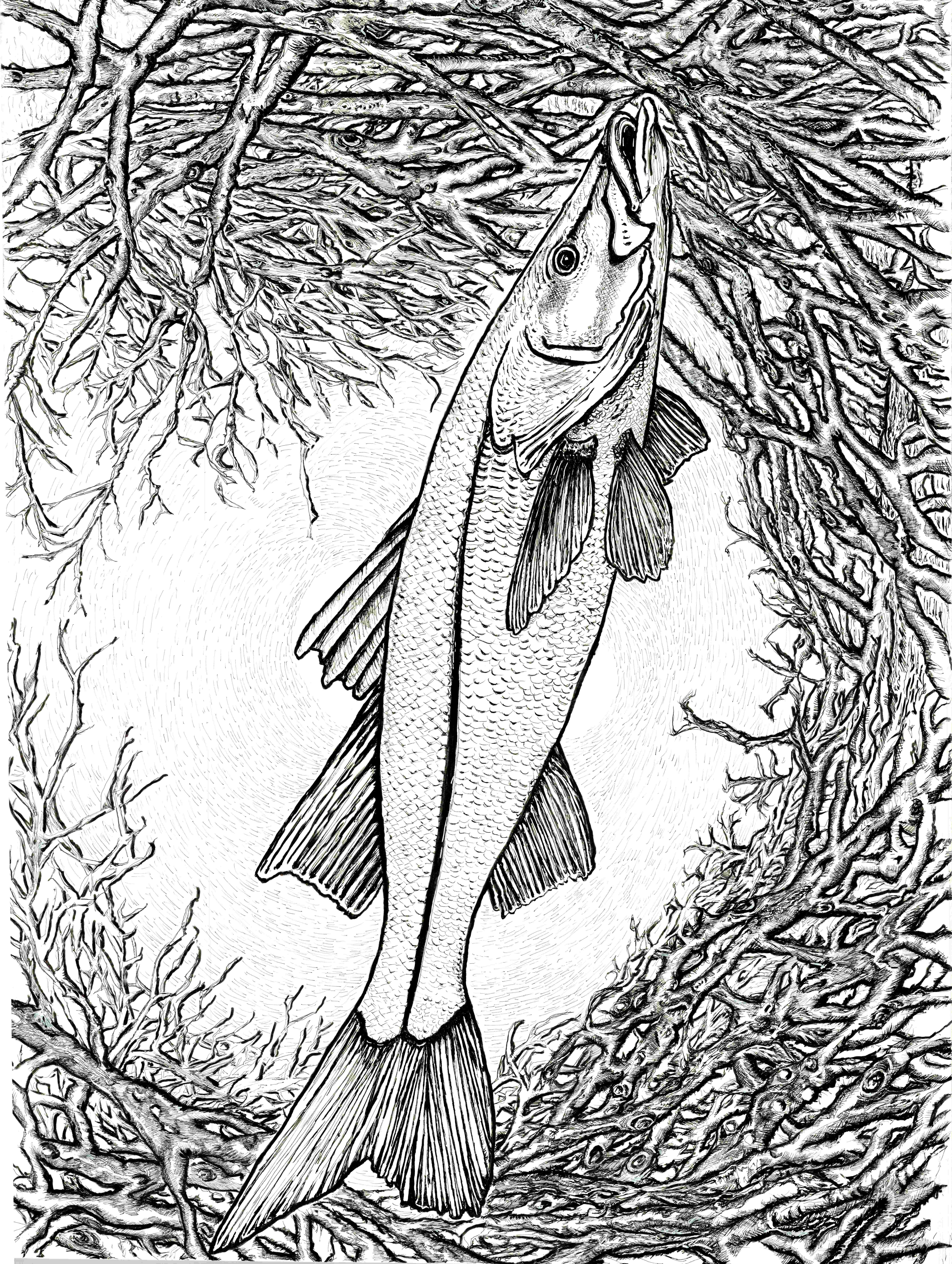 Pen-and-ink snook drawing by Jill Partin