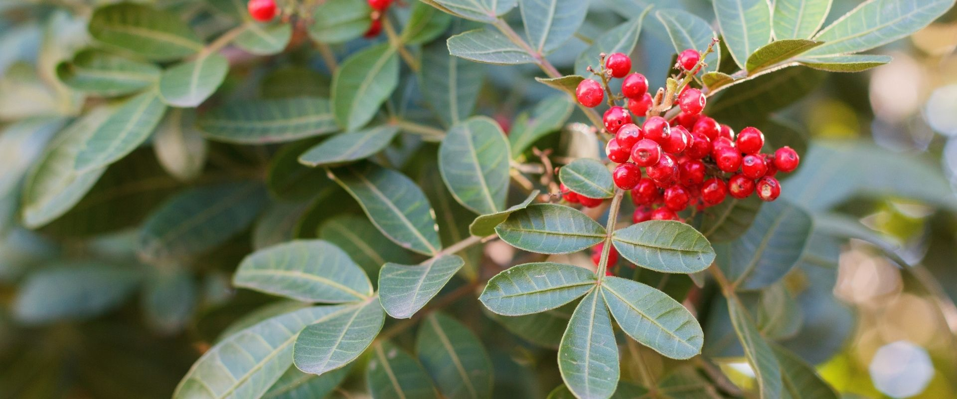 Native Florida plant with red berries — invasive removal service