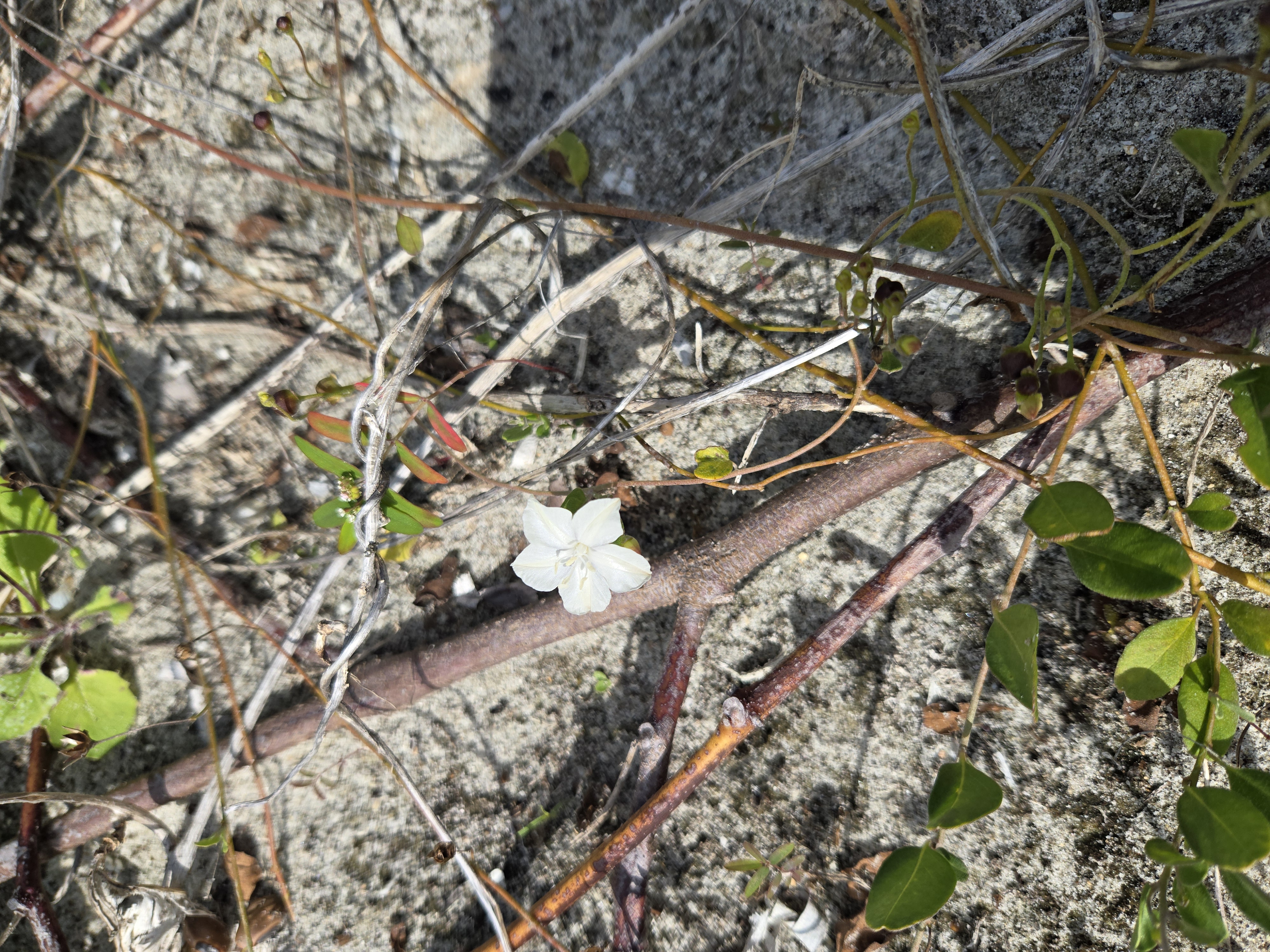 Restoration maintenance and monitoring