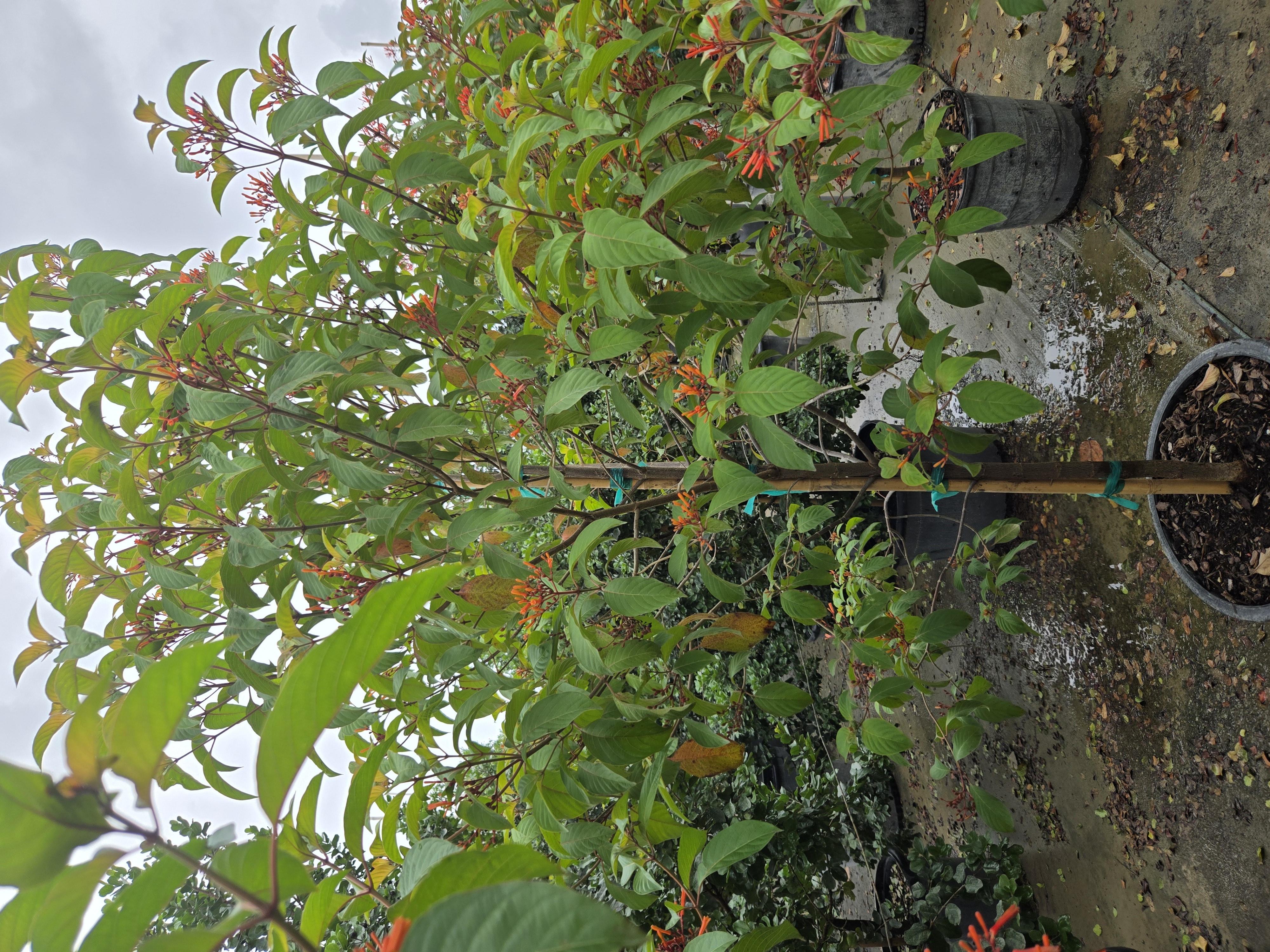 Native Florida plant sourcing